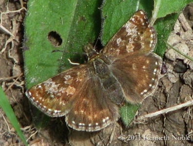 dingy skipper (Erynnis tages) Kenneth Noble